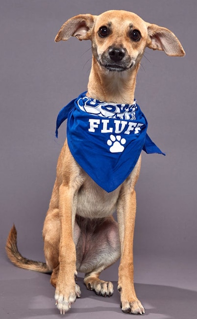 Puppy Bowl XVI